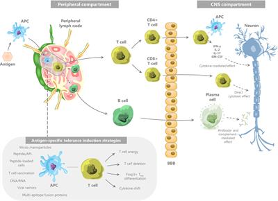 Antigen-Specific Treatment Modalities in MS: The Past, the Present, and the Future